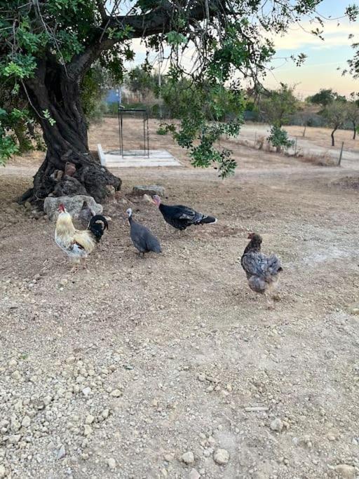 Quinta Da Alfarrobeira Peaceful Countryside Stay Faro Bagian luar foto